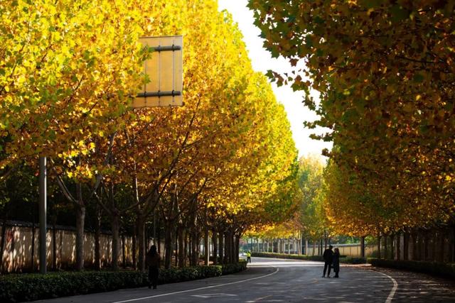 又是一年秋好处