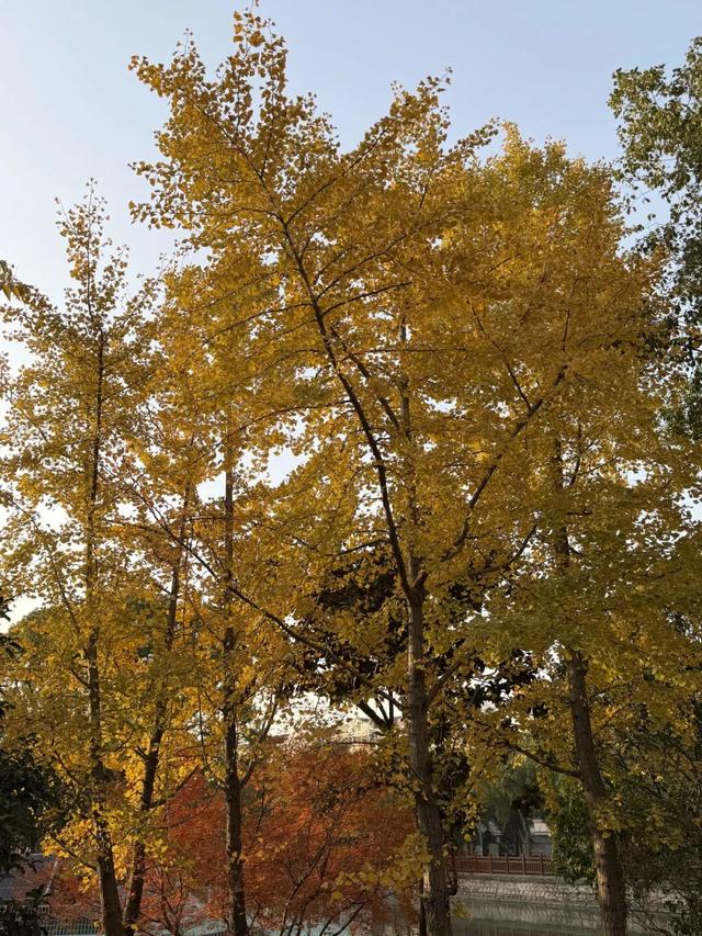 秋冬限定美景上线！快来长宁这个小镇打卡吧→