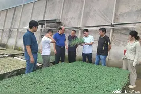 农业丨专家支招：潍坊育苗企业如何应对伏天雨季图片