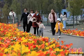 四川成都：市民漫步花海乐享春光图片