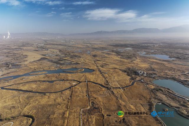 张掖：湿地公园千亩蒹葭鎏金，候鸟翅掠清波