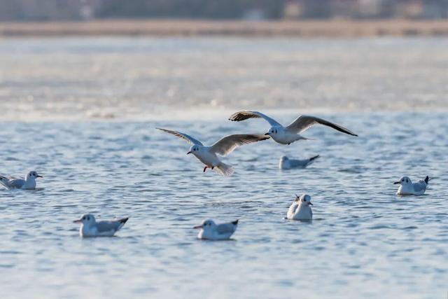 977～冬季来南阳看海鸥吧～对19地居民免门票!
