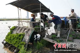 秦皇岛昌黎：盐碱地水稻插秧忙图片