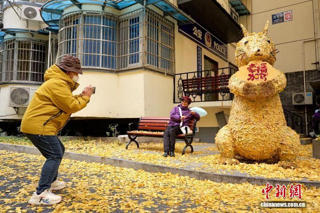 浙江杭州银杏金黄美如画 吸引市民游客打卡