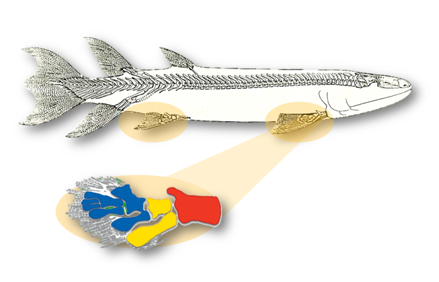 这个小盒子里的化石材料，产生了非常多举世瞩目的成果	，有十几篇顶刊文章｜卢静 一席少年第36位讲者