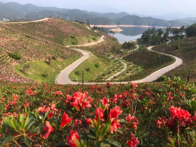 罗田秋韵：杜鹃漫坡映碧水，红叶景区花满岸