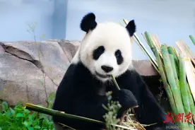 来岳阳·看熊猫③丨萌憨！萌憨！图片