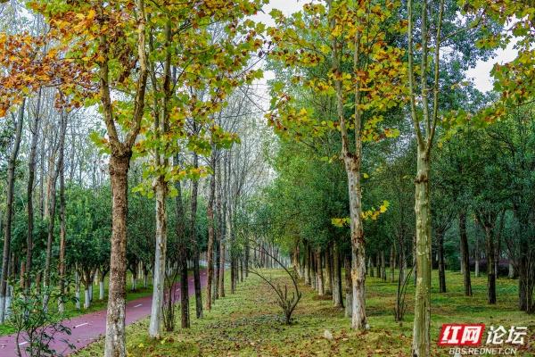 岁暖时刻丨长沙岳麓区藏着条林道，一步是一景