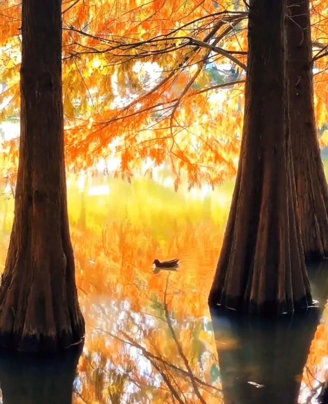 报！已达颜值巅峰！