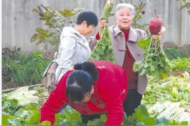 敬老院里辟菜地 老有所为欢乐多图片