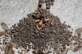 注意！黑压压一片！合肥多小区被这种虫侵扰图片