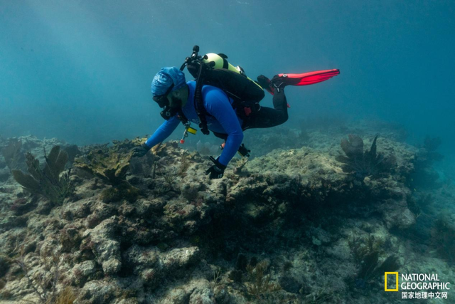 珊瑚礁集体遭热浪重创，关键物种功能性灭绝，20年修复难抵一次高温