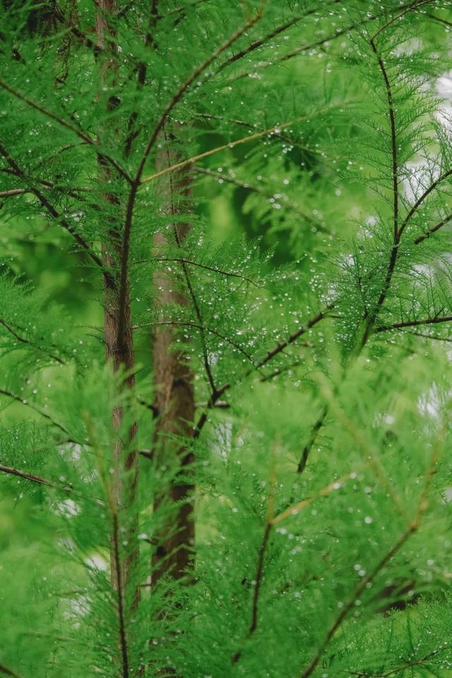 满屏清新！昆明的这个小众公园私藏了一片绿洲
