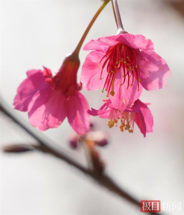 武汉龟山公园早樱“抢跑”成功 冬日限定浪漫拉满