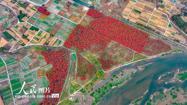 浙江淳安：武强溪生态湿地五彩斑斓