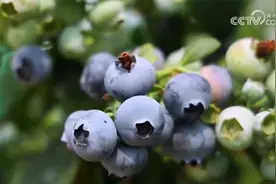 从内销到出口 冷链物流让水果实现才下“枝头”就上“舌尖”图片