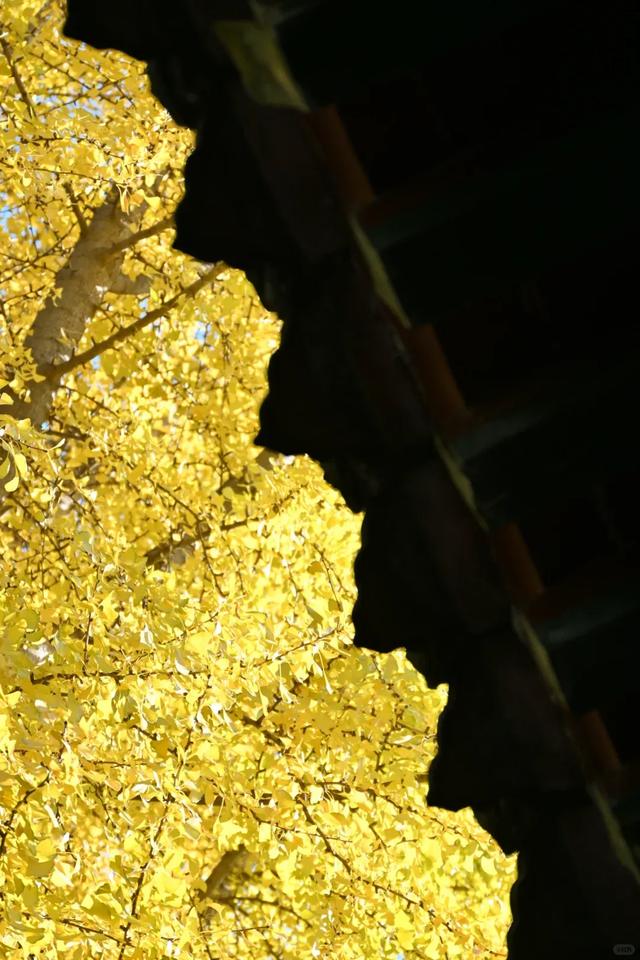 静候碑林“满眼金黄”！提前收藏这5个银杏打卡点，出片率100%