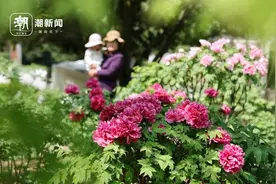 春风和煦 杭州六和塔下赏牡丹图片