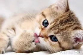 孙盛凛‖我是猫图片
