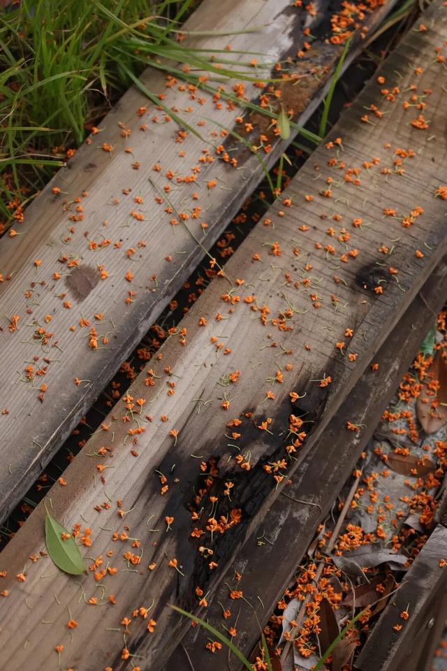 点 击 ↑ 看莲都的秋天