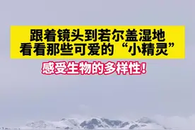 跟着镜头到若尔盖湿地看看那些可爱的“小精灵”图片