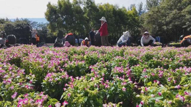 【跟着川超游凉山】西昌4万盆菊花 打造绝美花海