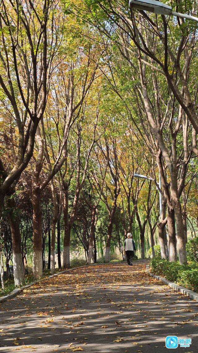 朱檐染秋色 杏叶藏秋意~潍坊虞河边拍照超出片