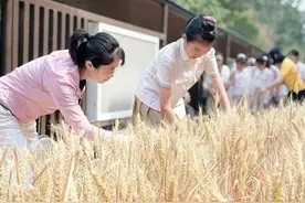 劳动是最好的“儿童节礼物”！丰奥嘉园小学学生体验收麦子的乐趣图片
