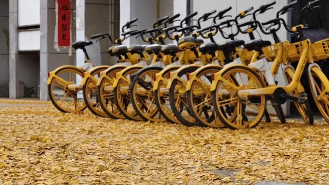 落叶缓扫！在什邡邂逅初冬的“杏”好时光