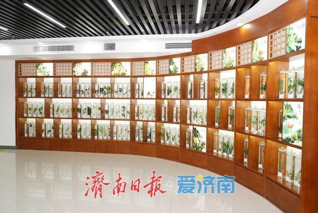 在济南市中医药文化博物馆，对话千年本草智慧