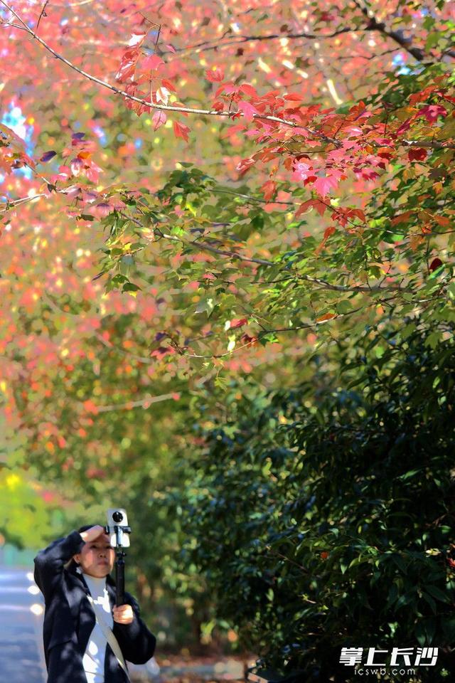 组图｜“小雪”来了，枫叶红了