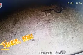“猫步”走起！雪豹带崽“夜巡”祁连山图片