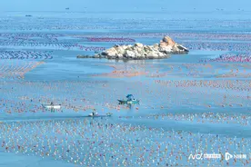 北回归线上有片“彩虹海”，九月盛产肥美生蚝图片