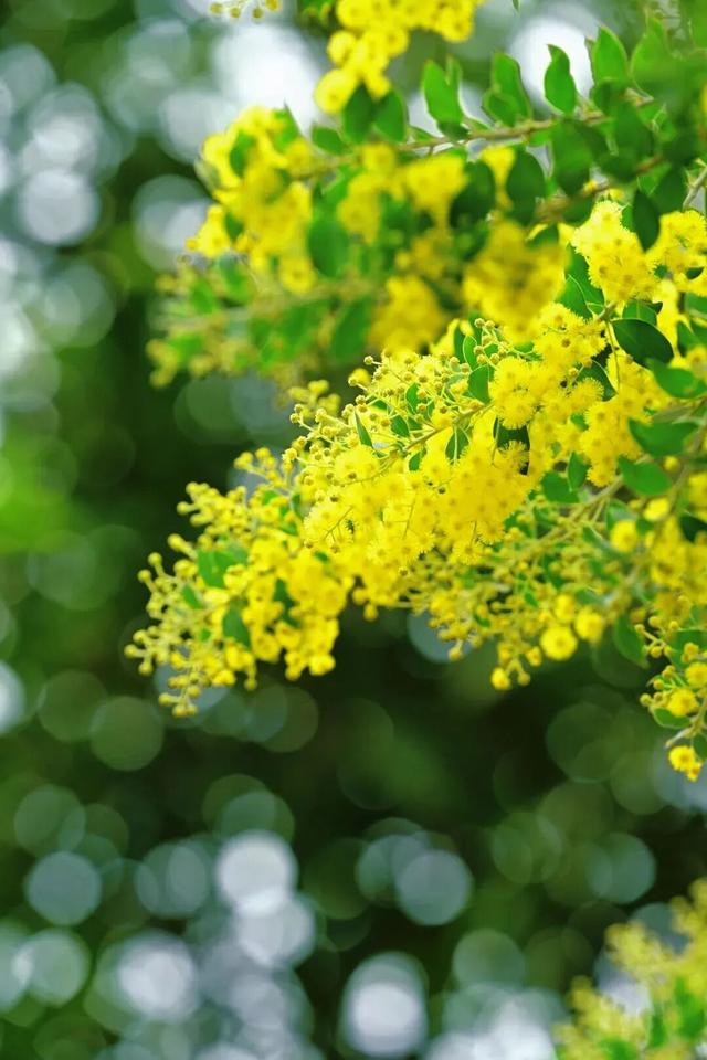 周末去打卡！南宁四大花海上线，20℃暖冬赏花攻略一键收藏！