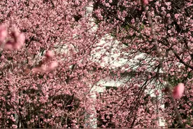 快看！长沙已进入花花花花花世界图片
