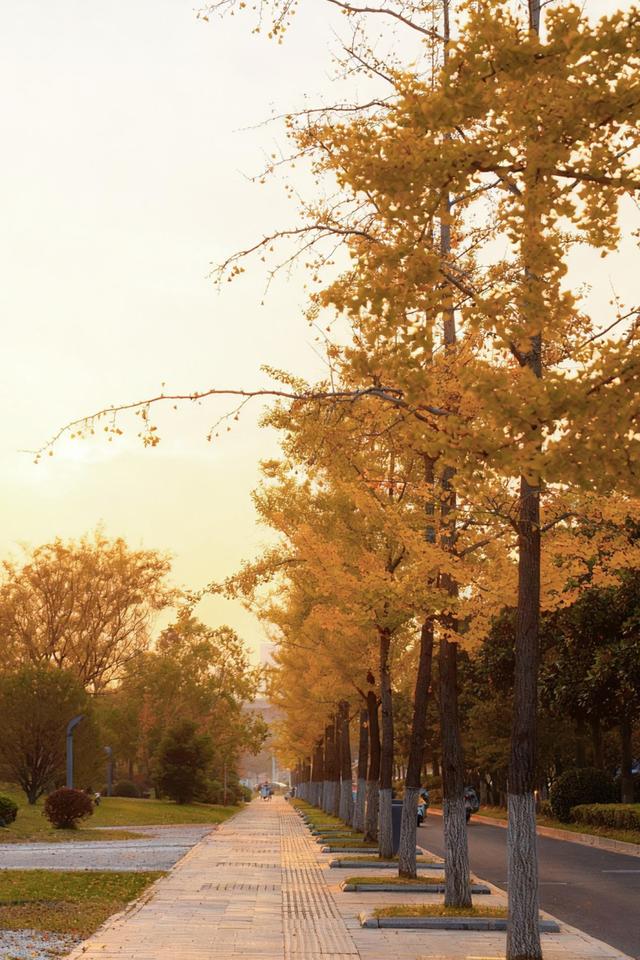 生态科技新城冬日色彩：满城尽染“银杏黄”