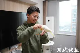 小伙给玄凤鹦鹉当“鸟爸”，网上分享“‌0天手养”经历图片