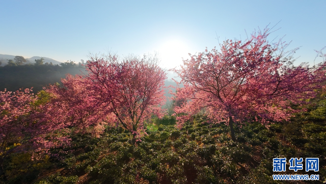云南昌宁：冬樱花开美如画