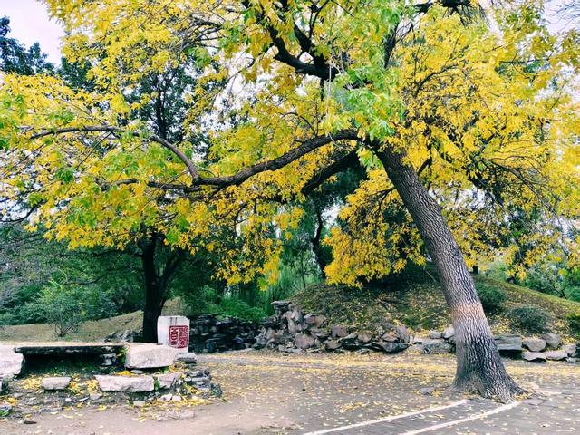 秋日雨后圆明园，安静清幽