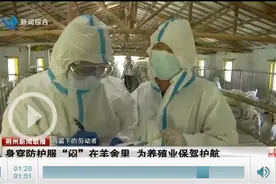 【高温下的劳动者】身穿防护服“闷”羊舍里 为养殖业保驾护航图片