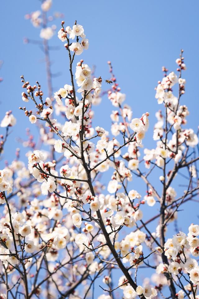 不是周末，人都巨多！武汉赏梅热潮持续，市民游客“踏香而来”