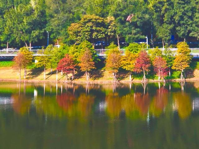 红红火火！这幅八闽“杉”水画等你细细品