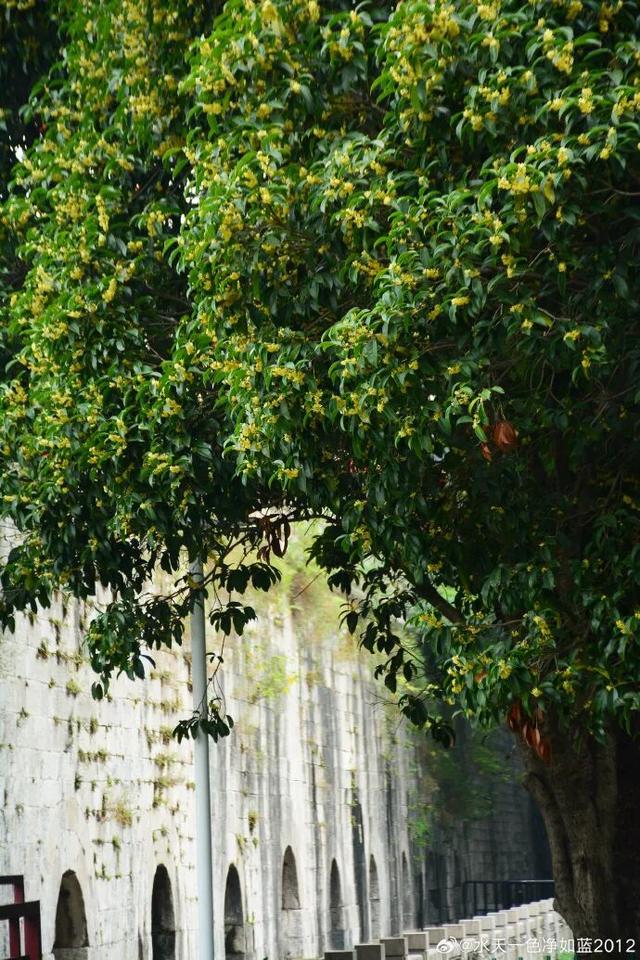 秦淮花事 | 秋日限定！在秦淮，与一场桂花雨不期而遇→