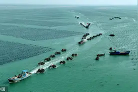 山东荣成：各大海洋牧场养殖区迎来海带收获加工旺季图片