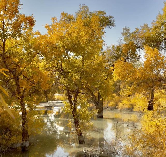 新疆秋景又双叒叕火了！三大秘境邀你共赴秋色之约