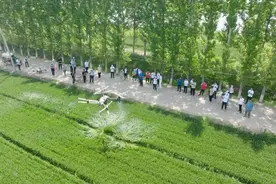 春耕备战忙 大家财险“一喷三防”护航河南小麦生长图片