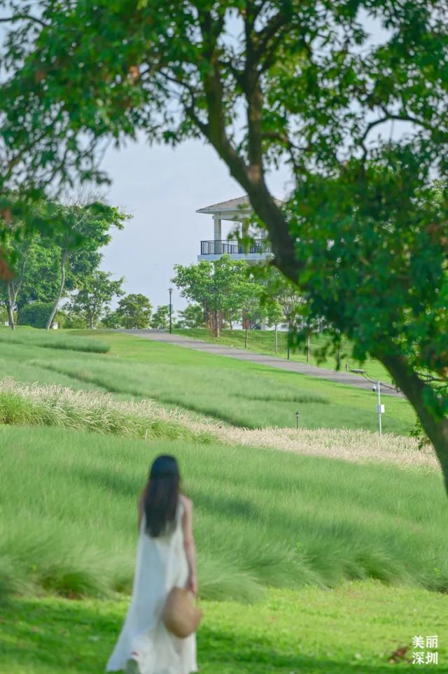深圳「夏日草原」免费开放，随手拍出电影感！