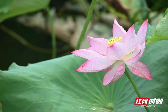 衡阳：荷韵悠悠入画来