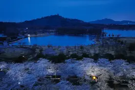 辰山植物园开启“夜樱季”，延长开园至20时，上班族专属优惠来了！图片