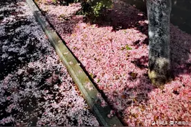 雨后樱花纷纷飘落，落樱满地图片